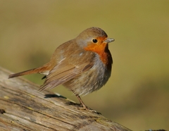 Erithacus rubecula