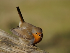Erithacus rubecula