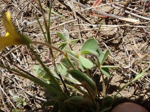 Image of Oxalis pilosa by (c) joergmlpts, some rights reserved (CC BY)
