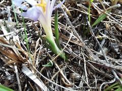 Colchicum trigynum