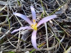 Colchicum trigynum
