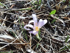 Colchicum trigynum