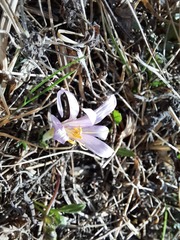 Colchicum trigynum