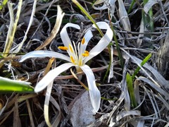 Colchicum trigynum
