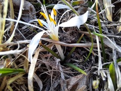 Colchicum trigynum