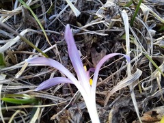 Colchicum trigynum