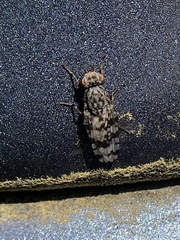 Otitinae