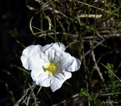 Nierembergia rigida