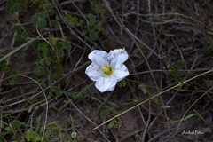 Nierembergia rigida