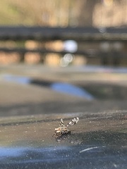 Otitinae
