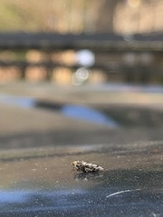 Otitinae