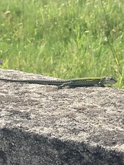 Podarcis carbonelli carbonelli