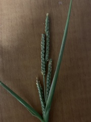 Paspalum plicatulum
