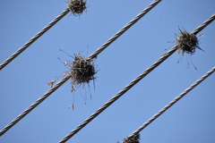 Tillandsia recurvata