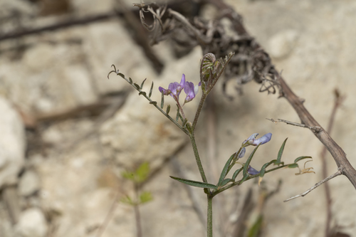 Image of Vicia palaestina by (c) Eleftherios Katsillis, some rights reserved (CC BY)