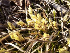 Carex humilis