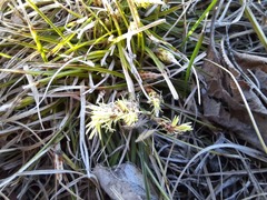 Carex humilis