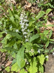 Tiarella austrina