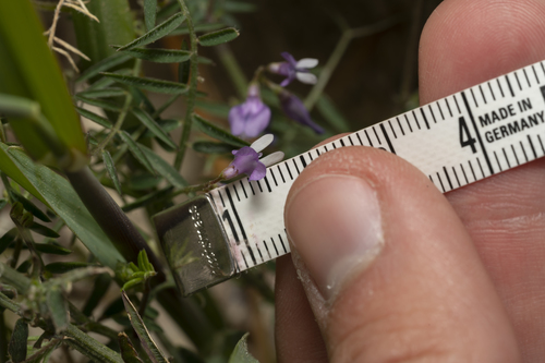 Image of Vicia palaestina by (c) Eleftherios Katsillis, some rights reserved (CC BY)