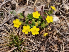 Potentilla crantzii