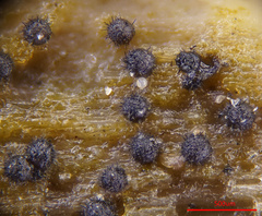 Acanthostigma minutum