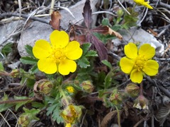 Potentilla crantzii