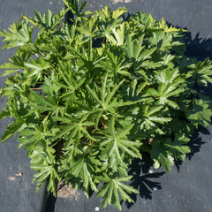 Sidalcea cusickii