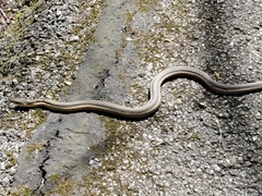 Thamnophis sirtalis