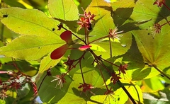 Acer palmatum