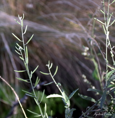 Exhalimolobos weddellii