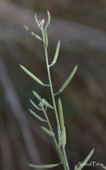 Exhalimolobos weddellii