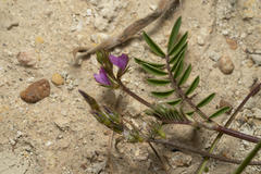 Onobrychis caput-galli