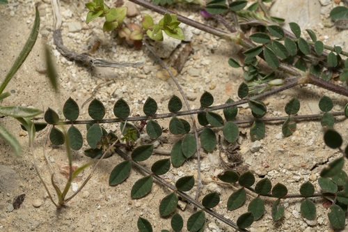 Image of Onobrychis caput by (c) Eleftherios Katsillis, some rights reserved (CC BY)