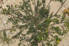 Onobrychis caput-galli