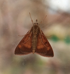 Pyrausta californicalis