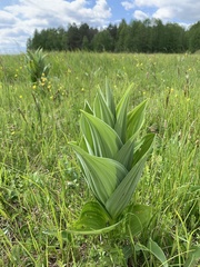 Veratrum lobelianum
