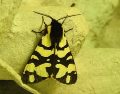 Arctia angelica