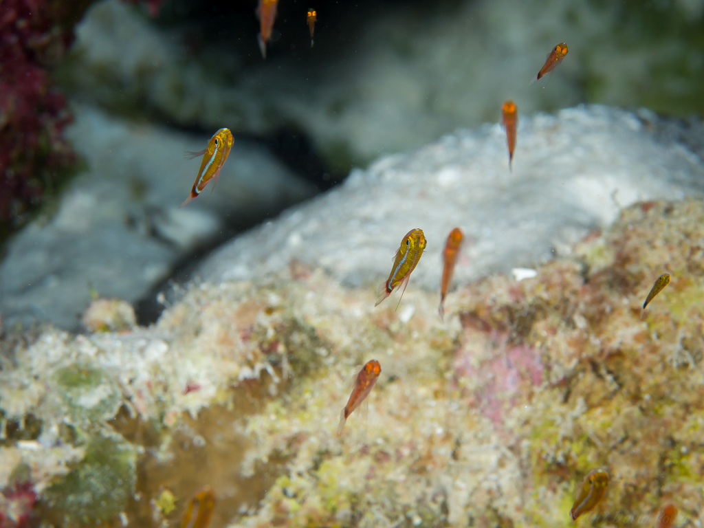 Mary's Pygmygoby photo 6