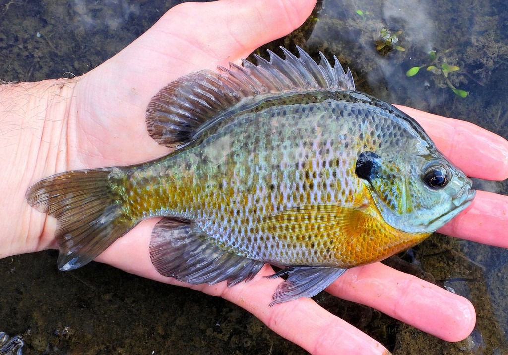 Bluegill