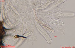 Acanthostigma minutum