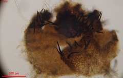 Acanthostigma minutum