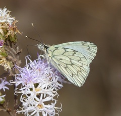 Hesperocharis anguitia