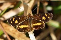 Telenassa berenice