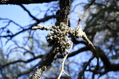 Tillandsia pedicellata