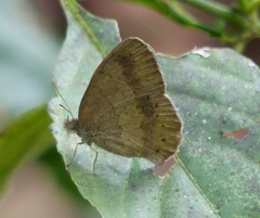 Paryphthimoides poltys