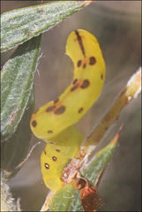 Capusa cuculloides