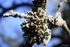 Tillandsia pedicellata