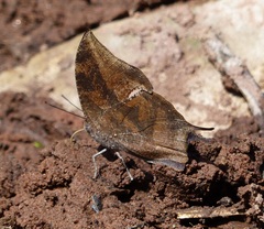 Memphis moruus morpheus