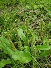 Plantago