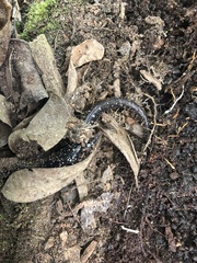 Plethodon ocmulgee